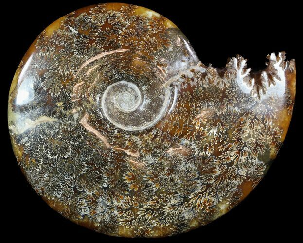 Cleoniceras Ammonite Fossil - Spectacular Display #51249